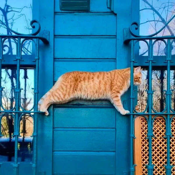 Источник: istanbulcatsofficial