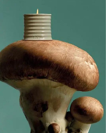 Loewe выпустили коллекцию свечей с ароматом грибов и фундука