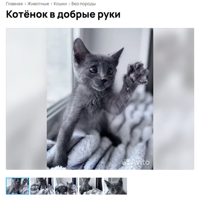Очаровательный малыш | Источник: Avito.ru
