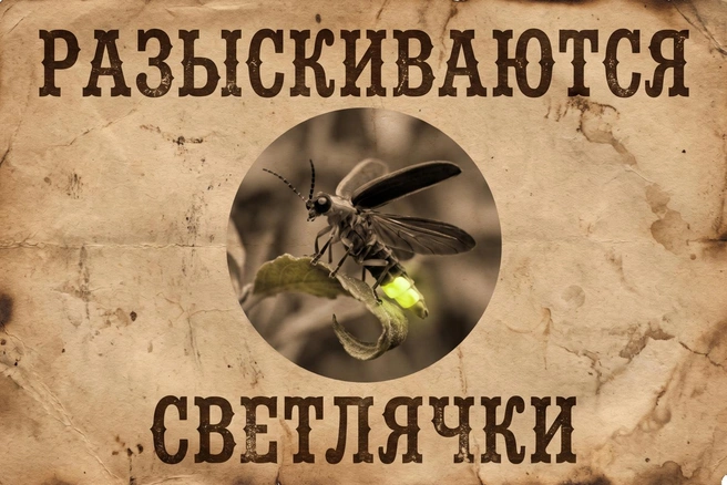 Россияне все реже замечают светлячков. Почему так происходит — разбираемся с биологами | Источник: Серафима Пантыкина / Городские медиа