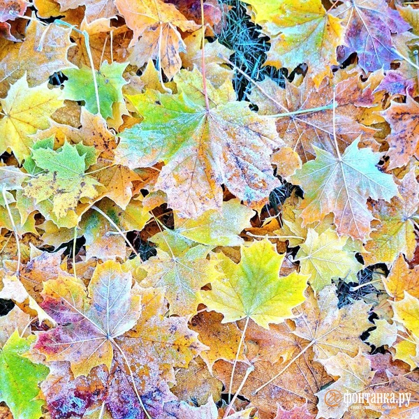 Источник: читатель «Фонтанки»