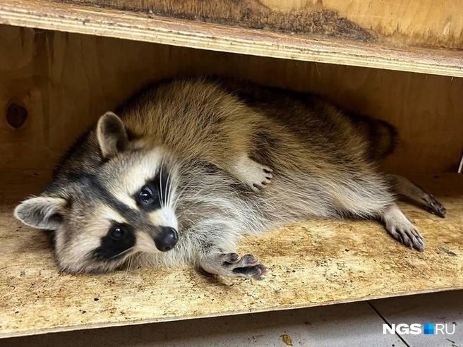 Еноты в антикафе вынуждены жить без естественного света, в помещении нет окон | Источник: Настасья Медведева / NGS.RU