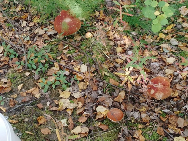 Жители региона находят грибные поляны | Источник: Грибной воин ХМАО / T.me