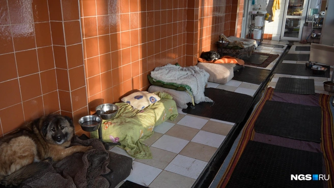 Большинство обитателей базы — уже возрастные собаки | Источник: Антон Дигаев / NGS.RU
