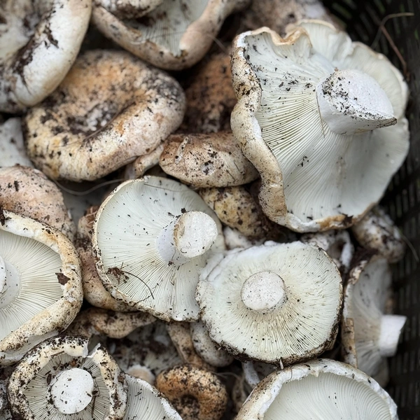 Источник: Дары лесов Урала. Грибы Екатеринбурга и области / Vk.com