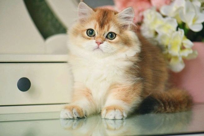 Котята этой породы хорошо ладят с другими животными | Источник: Avito
