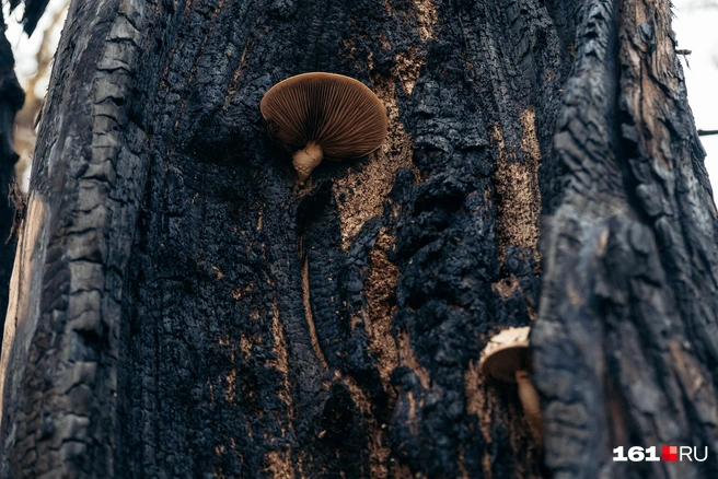 На территории были и пожары | Источник: Евгений Вдовин / 161.RU