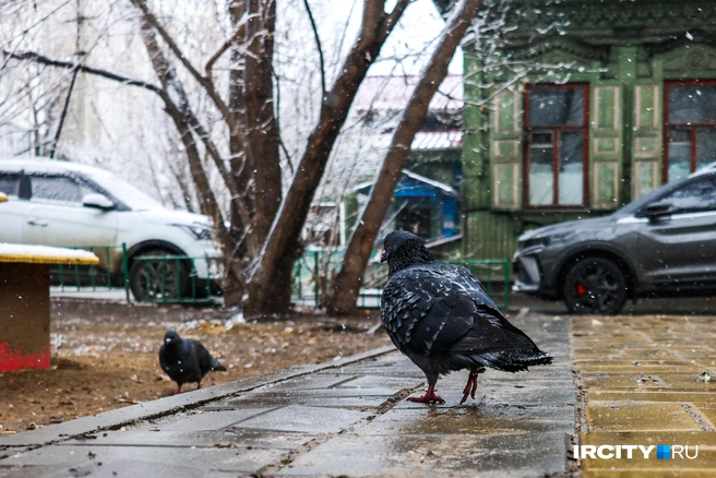Голуби ходят с удивленными лицами | Источник: Ксения Филимонова / «ИрСити»