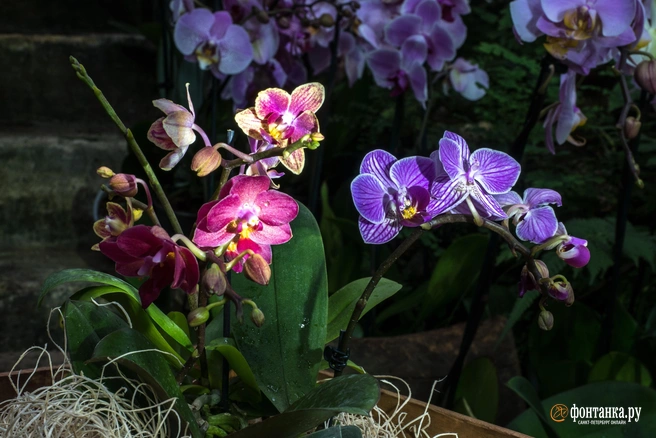 Орхидее нужна влага и тепло | Источник: Михаил Огнев / FONTANKA.RU