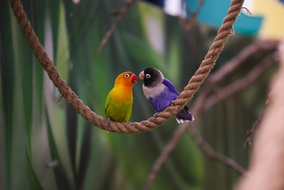 Дегу, фазан и лебедь: кто родился в Большереченском зоопарке за два года