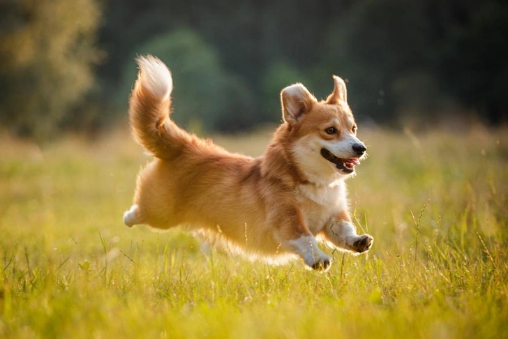 Источник: Natalia Fedosova via Shutterstock/Fotodom.ru