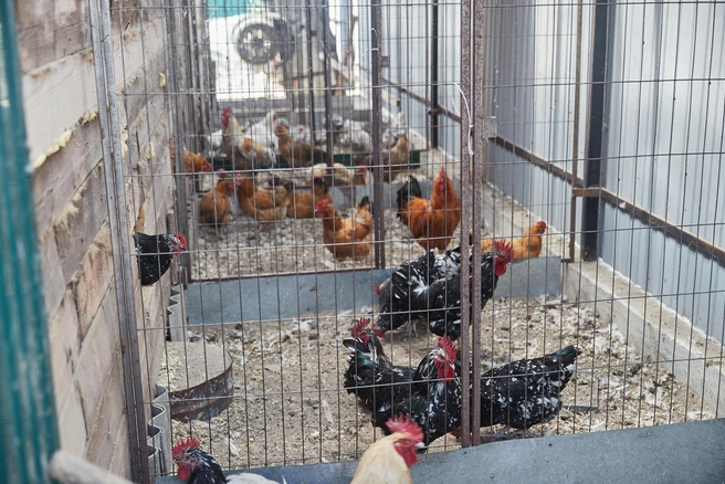 Сейчас здесь семь пород кур, яйца которых используют пока для увеличения поголовья птицы | Источник: Александр Ощепков / NGS.RU