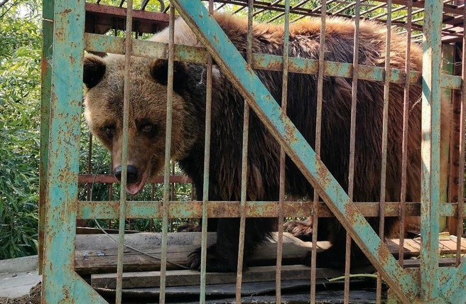 Апартаменты люкс-класса. Медведица Маша, которая чуть не погибла в Листвянке, обзавелась своим домом | Источник: «Питомник собак К-9» / Telegram