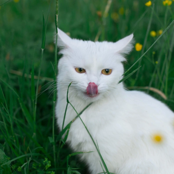 Как живет самая популярная кошка в России: 20 фото, которые вызывают зависть | Источник: личный архив