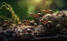 Насекомые-докторишки: муравьи умеют проводить ампутации, чтобы спасти сородичам жизнь