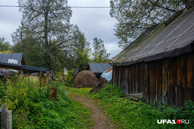 Корма поднялись в цене из-за засухи | Источник: Булат Салихов / UFA1.RU