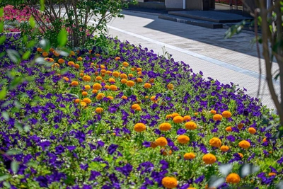 Chita city hall launches search for summer flower planting contractor