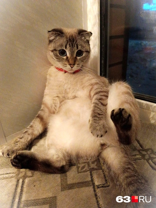 Усы, лапы и хвост&nbsp;— вот мои документы! | Источник: Наталья Артякова / 63.RU 