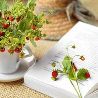 Библиотека этого лета: 10 книг, которые идеально подойдут для чтения на даче