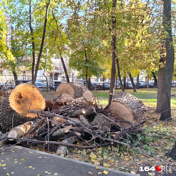 Источник: Сергей Гендин / 164.RU