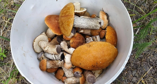 Красота! Лепота!  | Источник: Грибы и Грибники Самарская область / Vk.com 