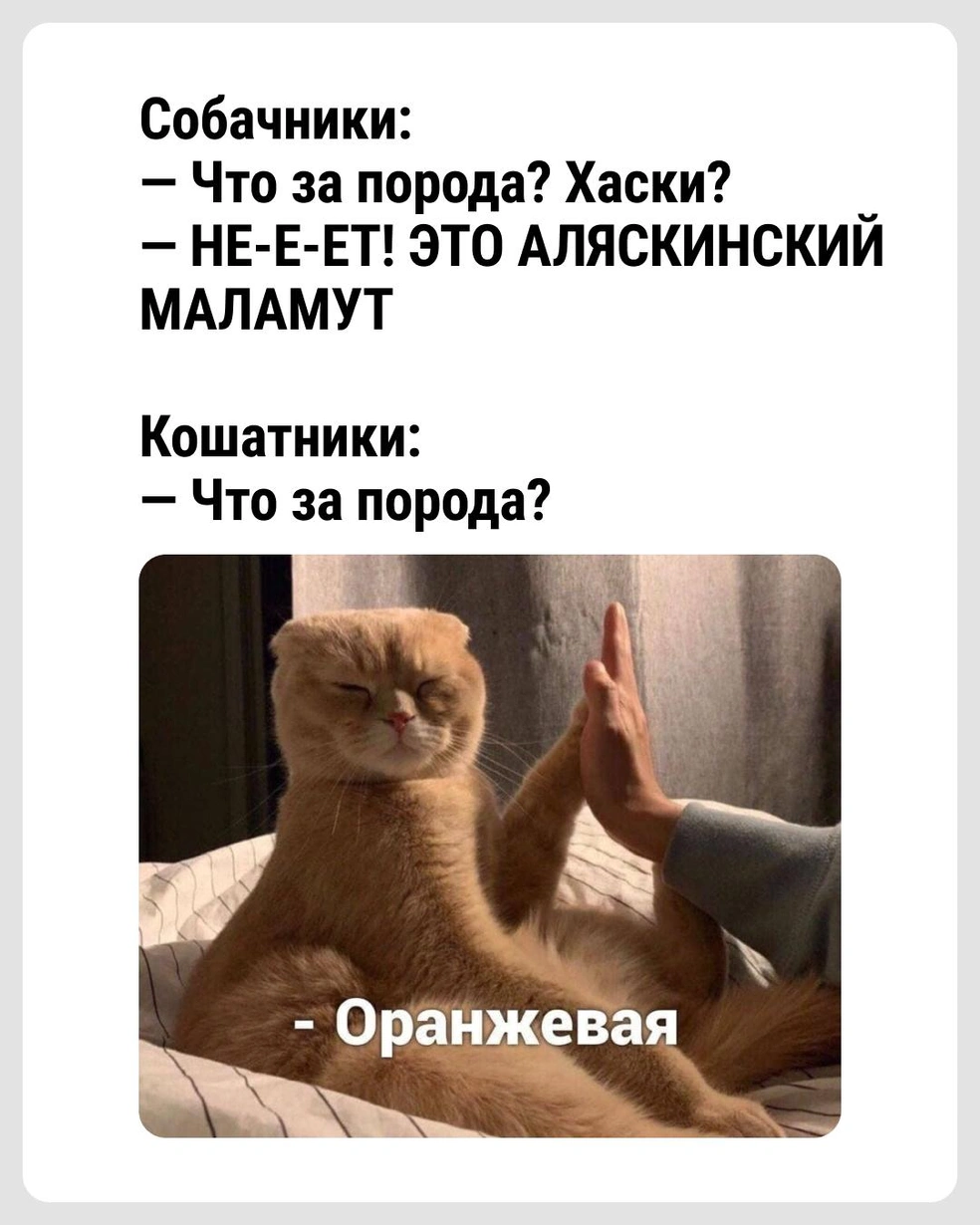 И еще немного про породы кошек и собак | Источник: Городские медиа