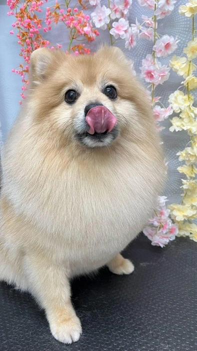 Именно в питании (конечно, правильном!) кроется секрет его прекрасной шерстки! | Источник: читатель 63.RU