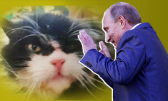 В Тульской области продают кота за 12 миллионов. Его гладил Путин!