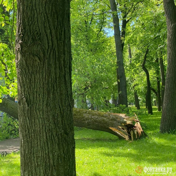 Дерево зацепило остановку, его убирают аварийные службы | Источник: читатель «Фонтанки»