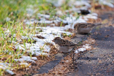В Мурманской области насчитали 1094 воробья в феврале