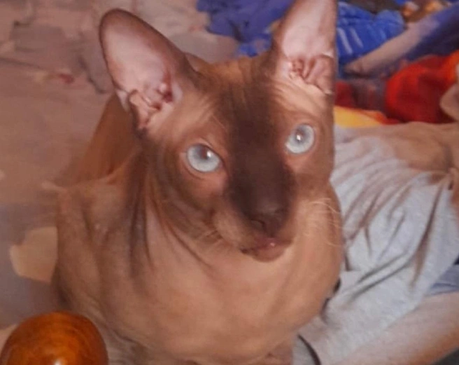 Мужчина не смог найти после пожара своего питомца | Источник: предоставила родственница Олега