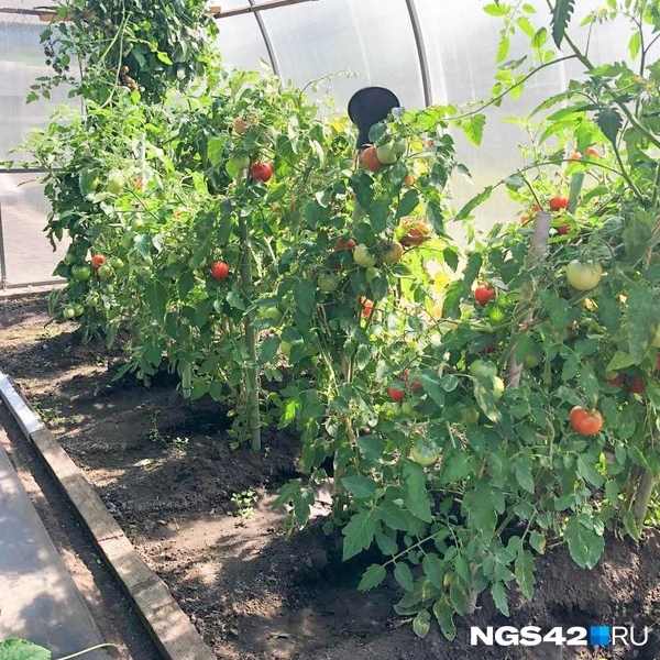 Источник: Александр Левчук / NGS42.RU