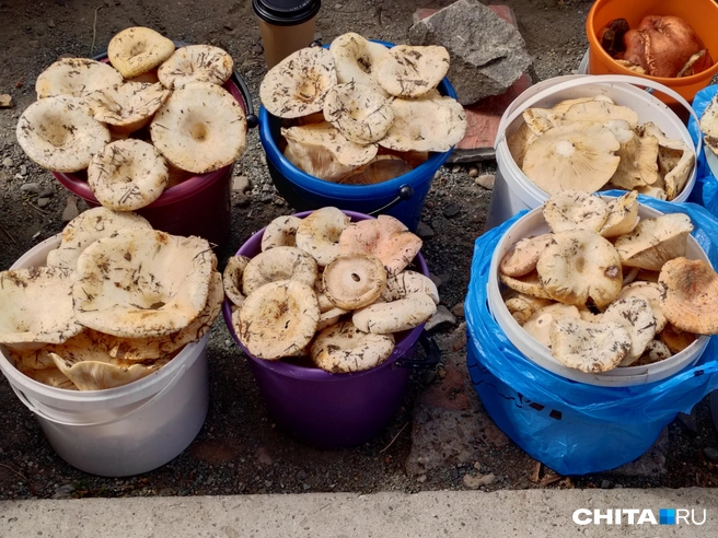Красавцы грузди ждут своих покупателей | Источник: Дарья Кливенкова / CHITA.RU