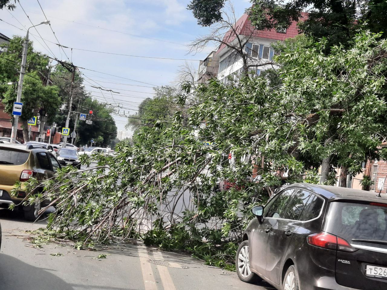 В Самаре упавшее дерево перекрыло проезжую часть в центре города - 13 июня  2024 - 63.ру