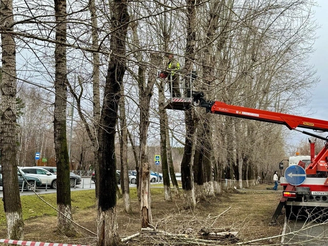 В 2025 году на тюменских улицах планируют высадить более 8300 молодых деревьев | Источник: администрация Тюмени