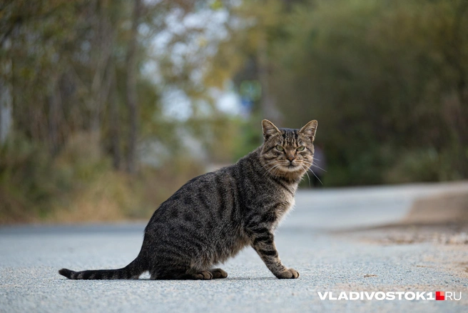 Источник: Елена Буйвол / VLADIVOSTOK1.RU