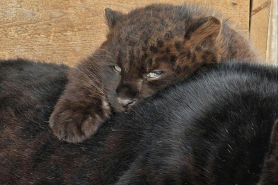 Заботливый папа-леопард в Барнаульском зоопарке обнимается с сыном