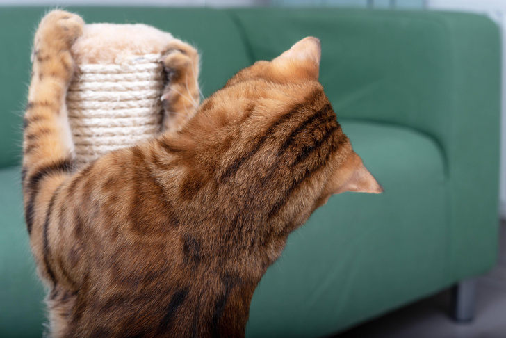 Вопросы читателей: почему кошки точат когти?