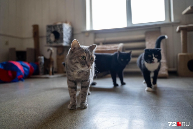 Аренда помещения обходится в 15 тысяч рублей в месяц, плюс коммуналка | Источник: Илья Чикотин / 72.RU