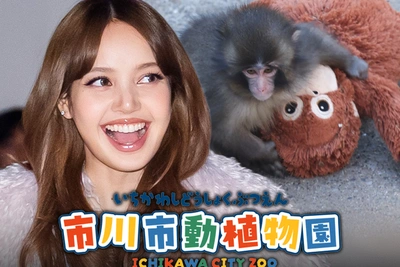 LISA из BLACKPINK навестила обезьяну Punch с плюшевым орангутаном