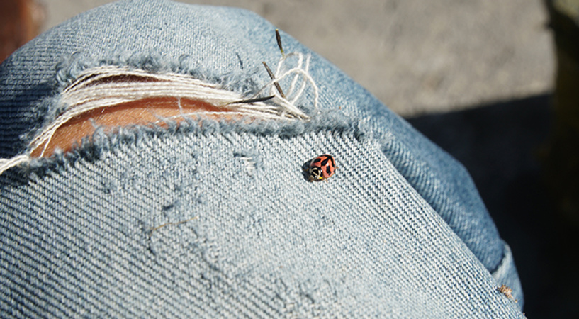 I’m afraid of insects