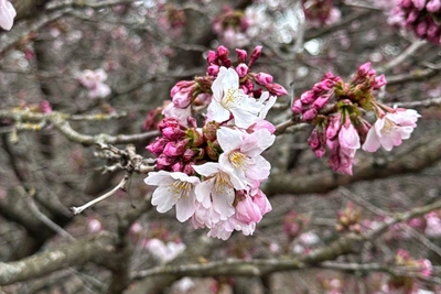 Сакура в Петербурге: весеннее цветение замедляет похолодание