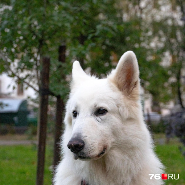 В декабре 2025 года ему исполнится девять лет | Источник: Кирилл Поверинов / 76.RU