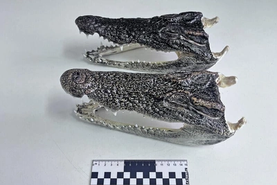 Две головы крокодила изъяты у туриста в Новосибирске