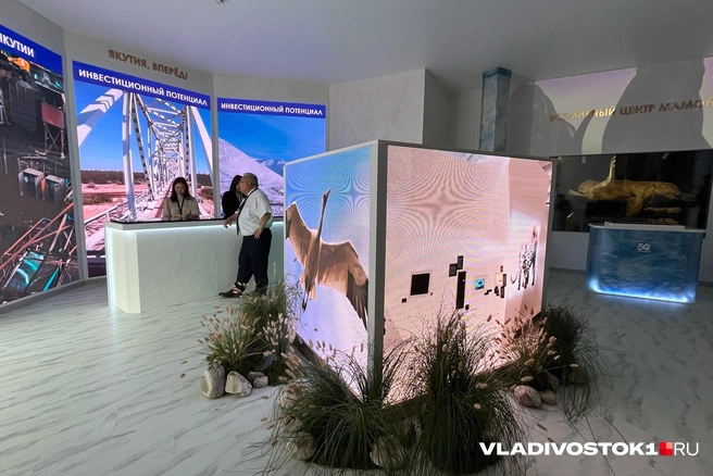 Источник: Елена Буйвол / VLADIVOSTOK1.RU