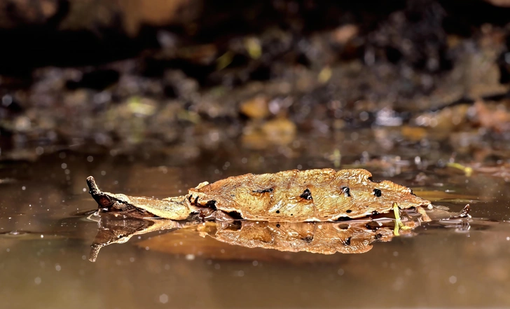 Источник: Tony Tilford via Shutterstock/Fotodom.ru