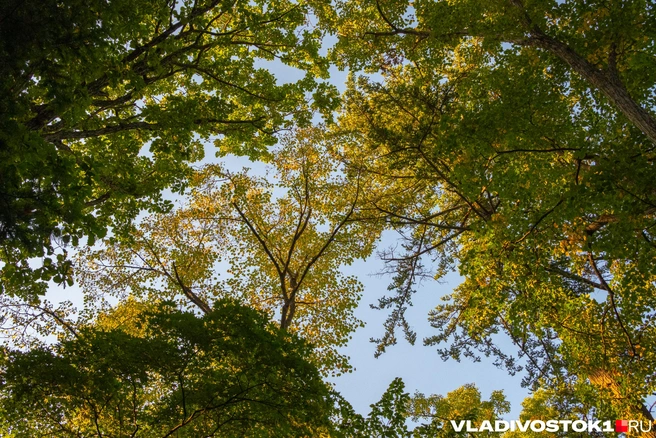 В лесу становится так свежо и тихо | Источник: Елена Буйвол / VLADIVOSTOK1.RU