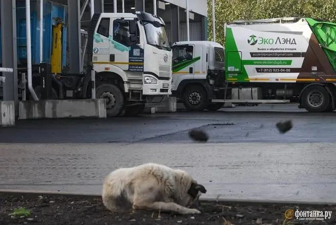 Новую схему обращения с отходами утвердят в Петербурге | Источник: Александр Гальперин / «Фонтанка.ру»