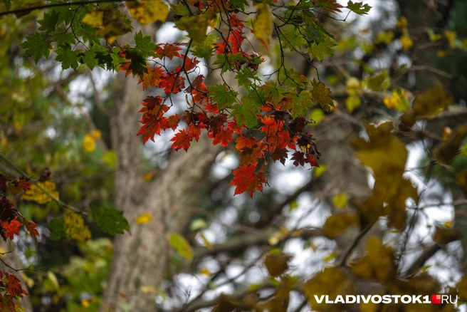 Источник: Елена Буйвол / VLADIVOSTOK1.RU