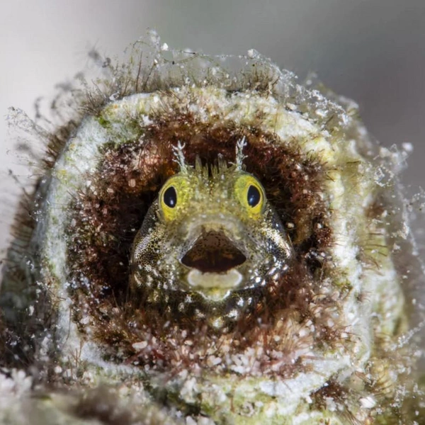 Источник: Фаби Фрегонеза / 2026 The Comedy Wildlife Photography Awards